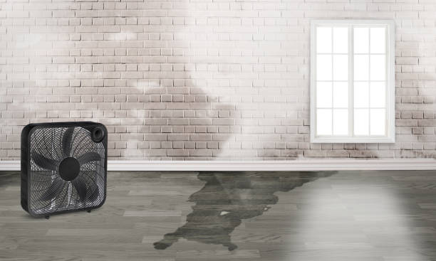 Best Mold removal after water damage  in Fort Atkinson, WI